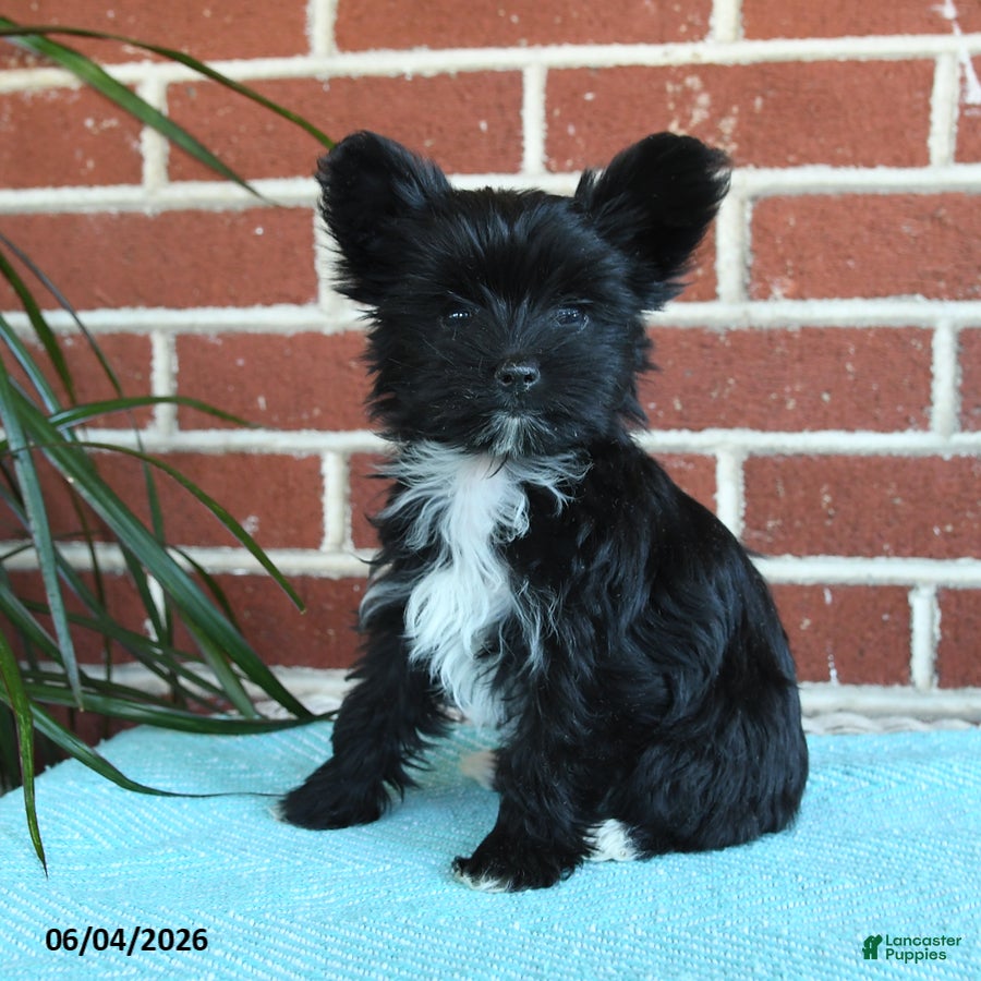 Yorkshire Terrier dogs Stella - Ad 1