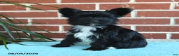 Yorkshire Terrier dogs for sale: Stella - Ad 7