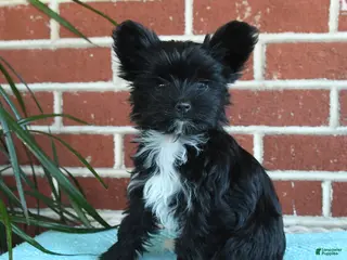 Yorkshire Terrier dogs for sale: Stella - Ad 2