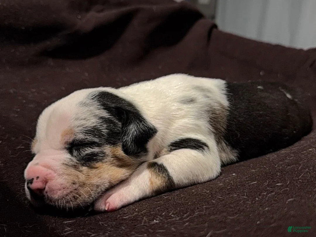 American Bully dogs for sale: American Bully 1 - Ad 2