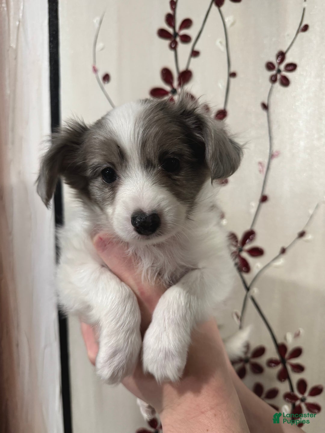 Mixed Breed dogs for sale: Slate - Ad 4