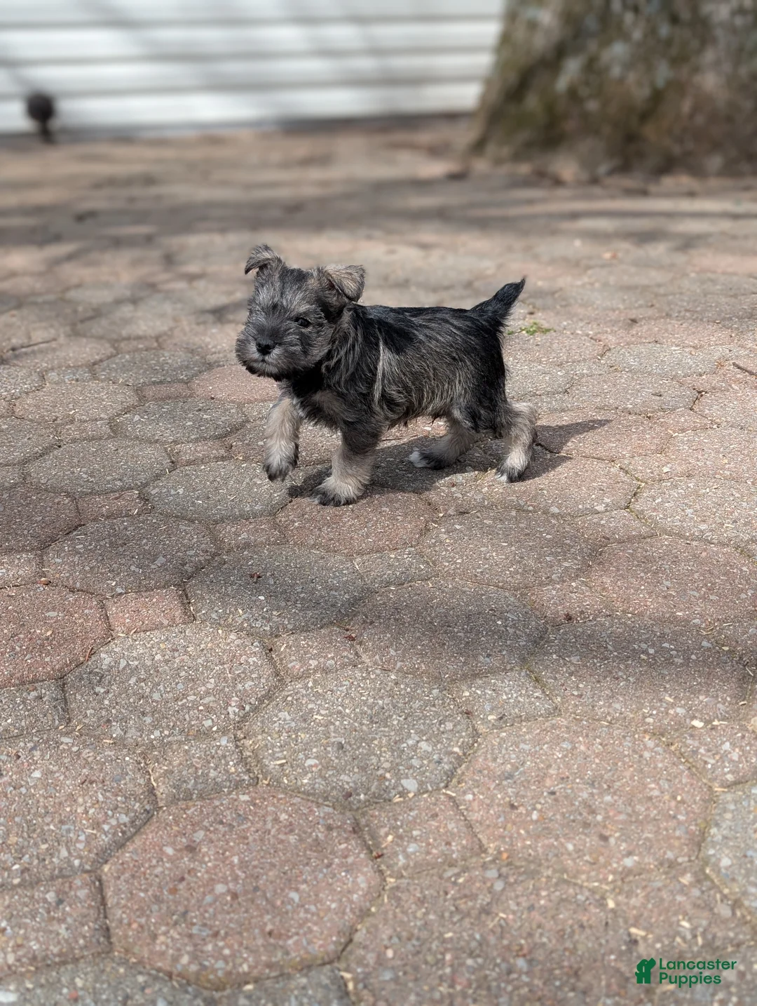 Miniature Schnauzer dogs for sale: AKC Elvis  - Ad 9