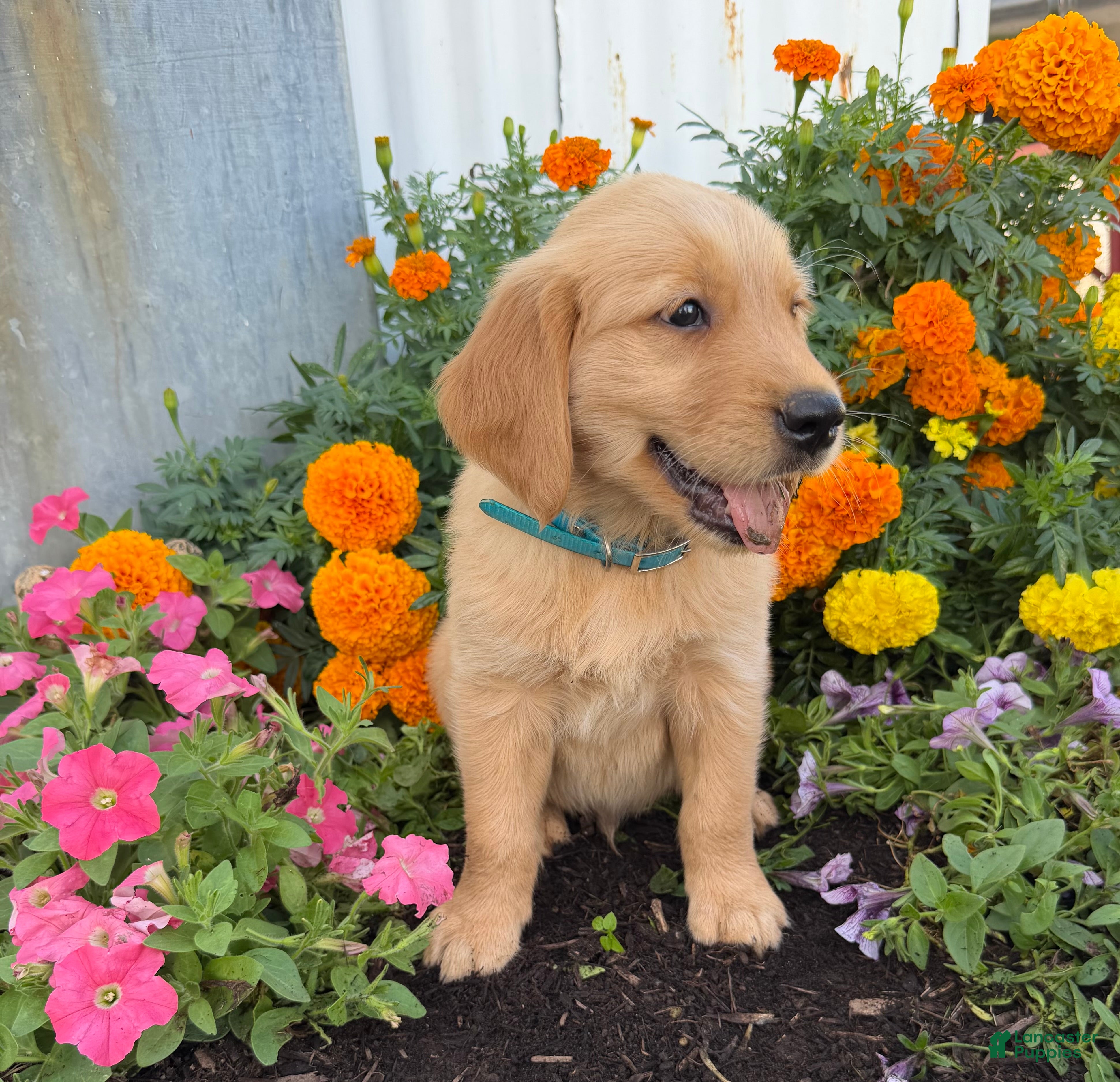 Golden Retriever dogs Hugo - Ad 2
