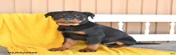 Rottweiler dogs for sale: Shadow - Ad 4