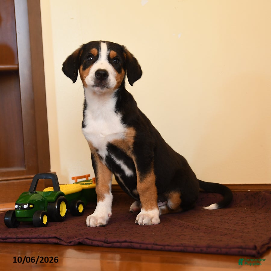 Pippin (Greater Swiss Mountain Dog, Male) in Manheim, PA