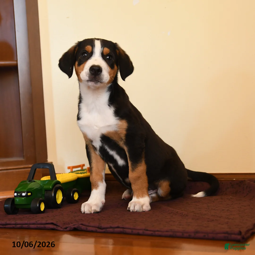 Greater Swiss Mountain Dog dogs for sale: Pippin - Ad 1