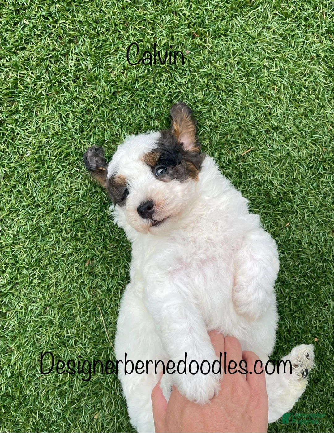 Mini Bernedoodle dogs for sale: Calvin Tiny/Toy - Ad 2