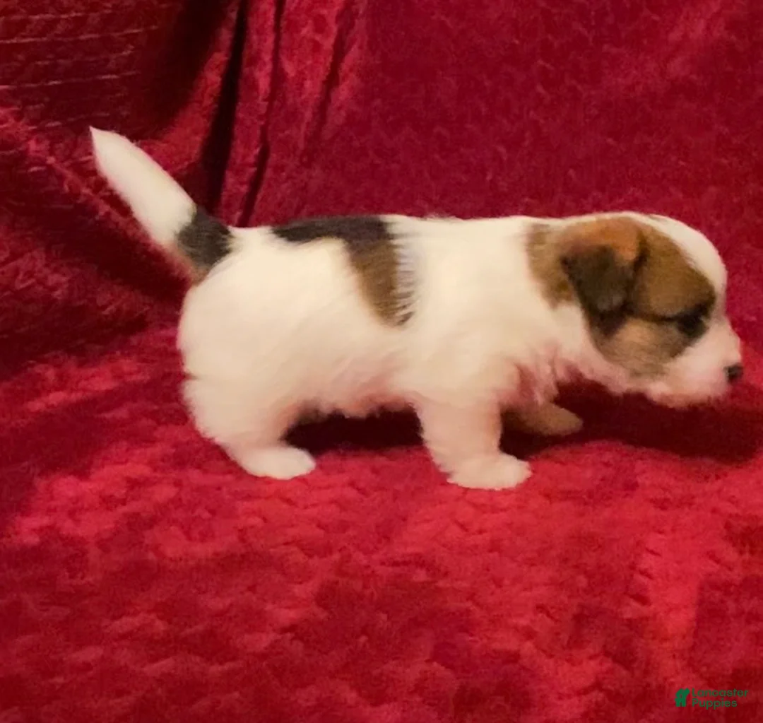 Jack Russell Terrier dogs for sale: Jack Russell Terrier Puppy 2 - Ad 9