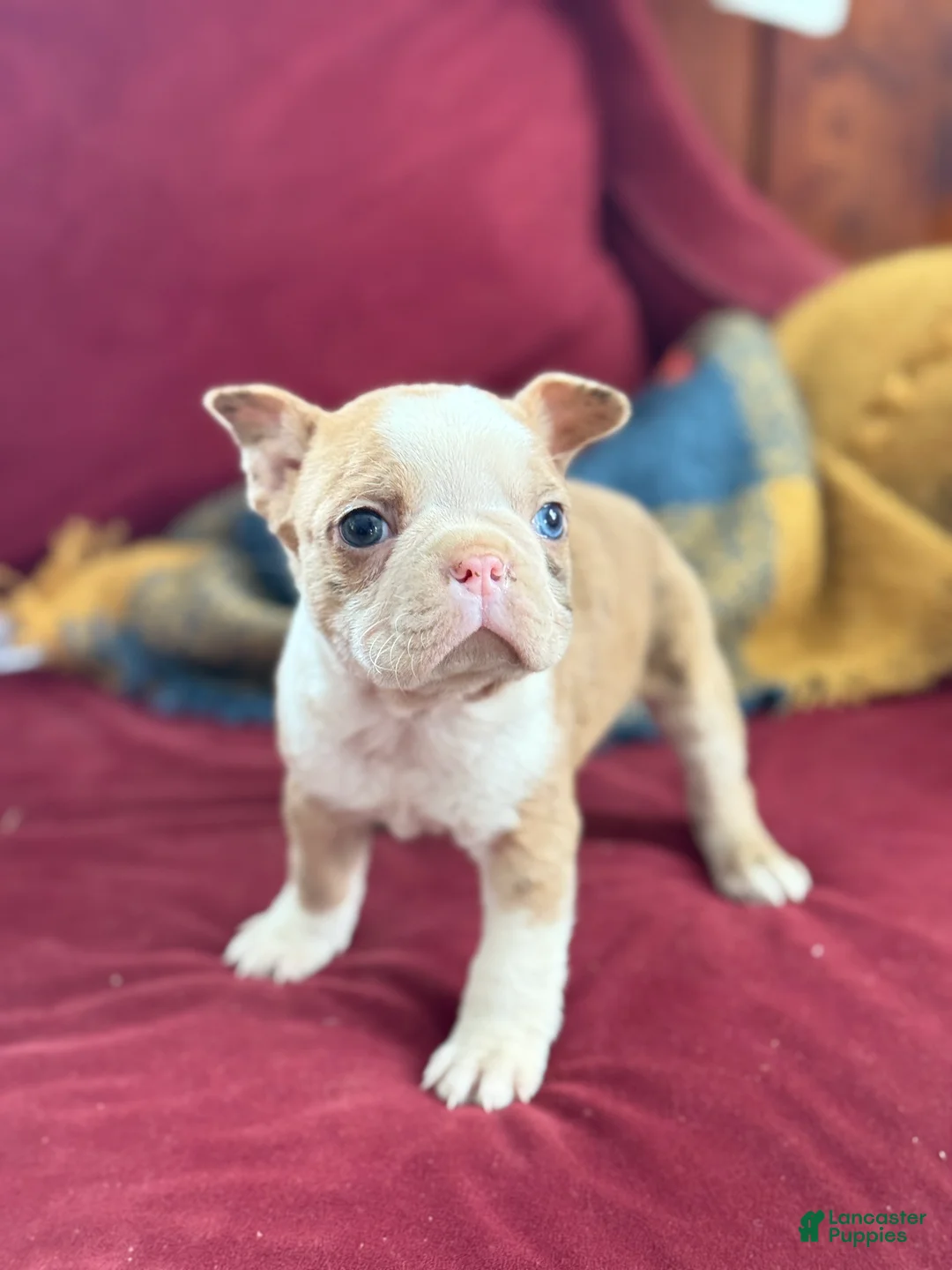 Boston Terrier dogs for sale: Billy - Ad 1