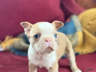 Boston Terrier dogs Billy - Ad 42