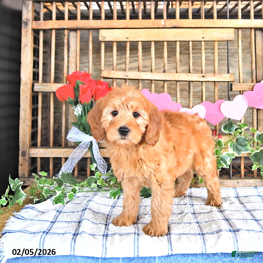 Mini Goldendoodle dogs Molly - Ad 2