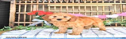 Mini Goldendoodle dogs for sale: Molly - Ad 2