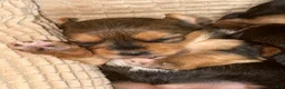 Yorkshire Terrier dogs for sale: Reese Puff  - Ad 5