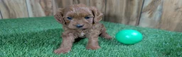 Cavapoo dogs for sale: Sadie Boy 2 - Ad 2