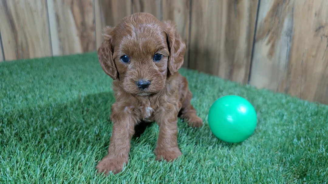 Cavapoo dogs for sale: Sadie Boy 2 - Ad 2