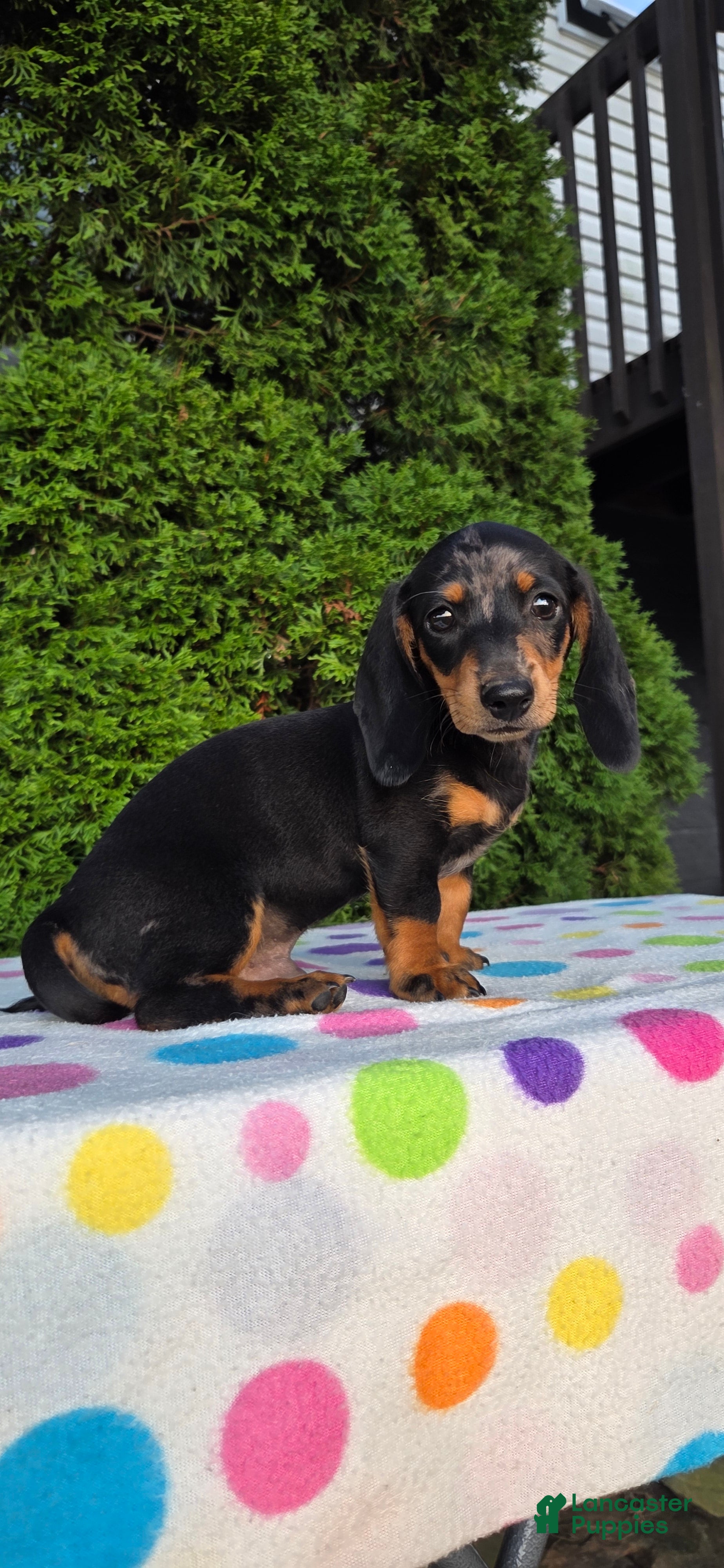 Miniature Dachshund dogs Hank - Ad 1