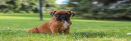 Boxer dogs for sale: Russell - Ad 7
