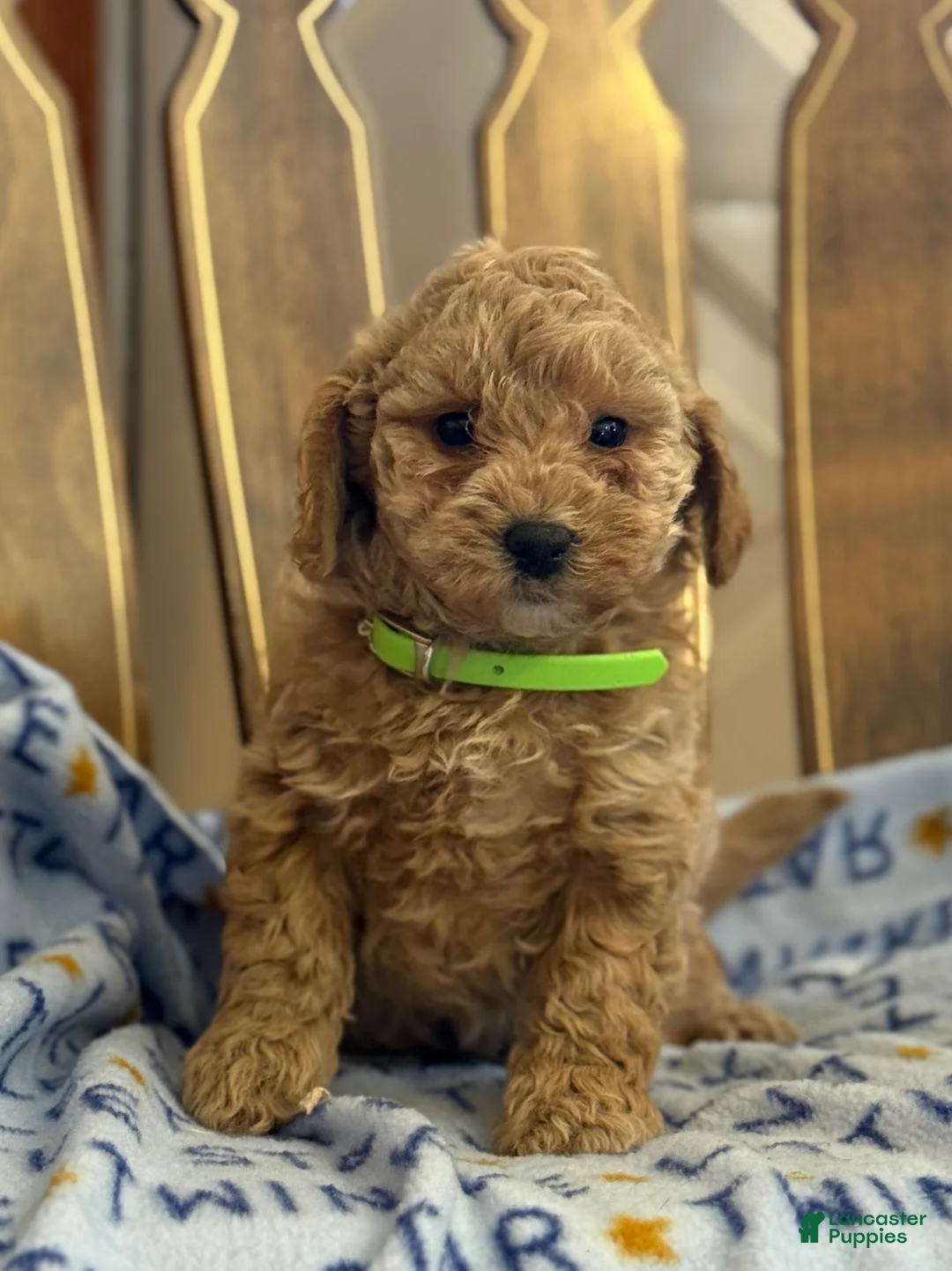 Bichpoo dogs for sale: Bess - Ad 2