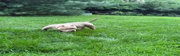 American Bully dogs for sale: American Bully 1 - Ad 2