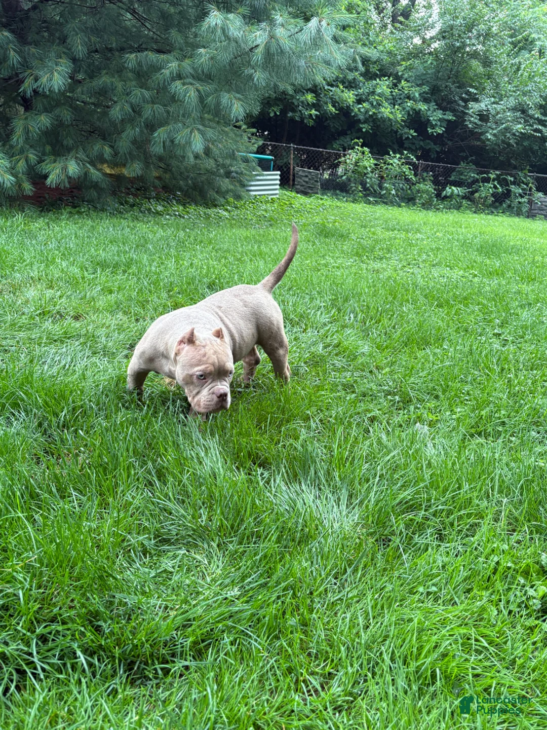 American Bully dogs for sale: American Bully 1 - Ad 2