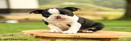 Boston Terrier dogs for sale: Bruno - Ad 5