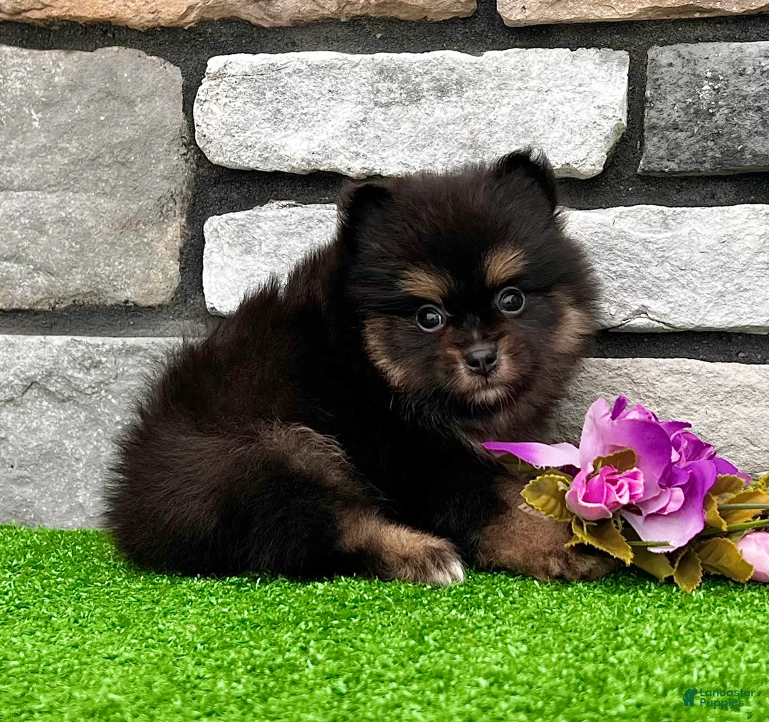 Pomeranian dogs for sale: Minnie - Ad 2