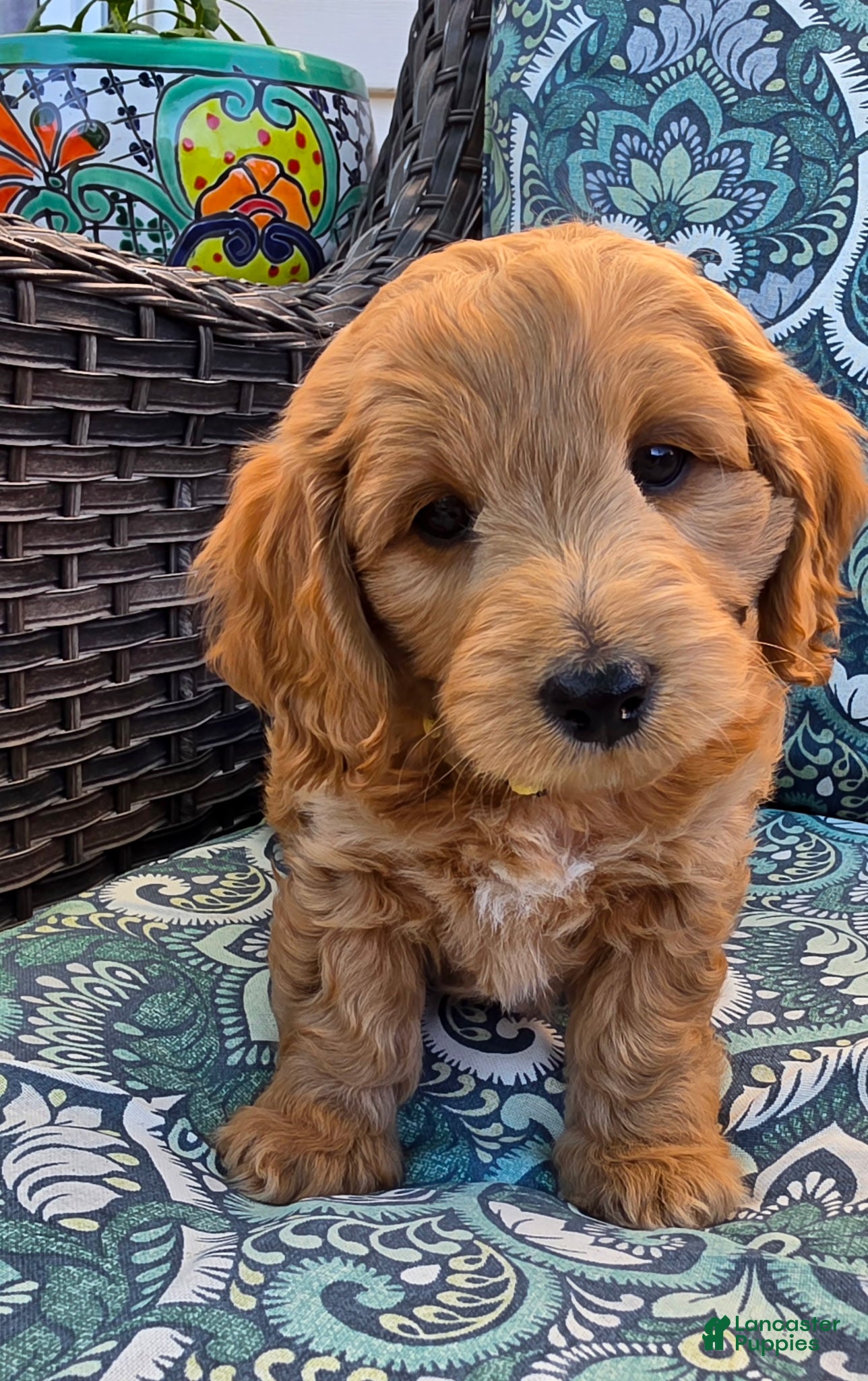 Mini Goldendoodle dogs  Leo - Male - Ad 1