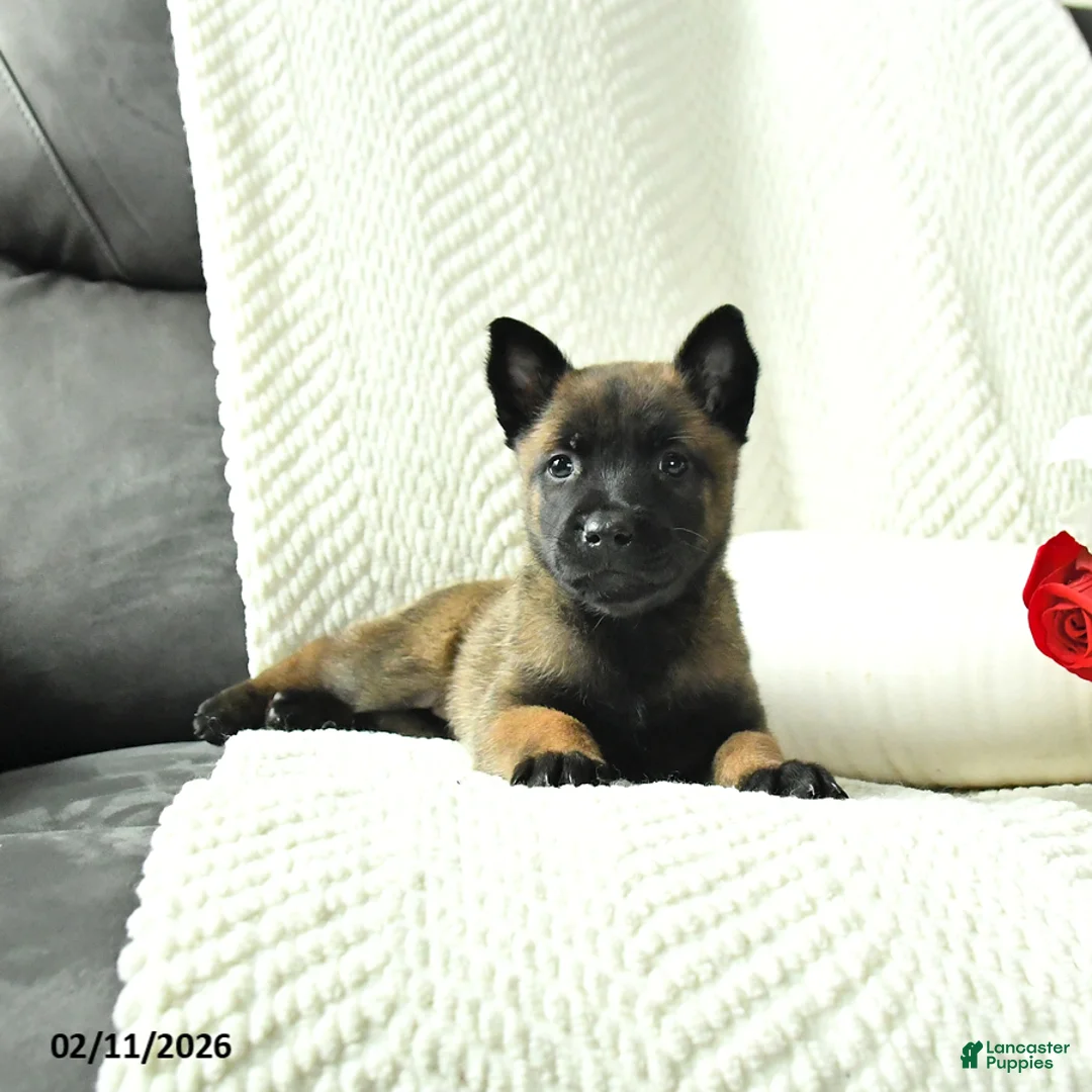 Belgian Malinois dogs for sale: Bella   - Ad 3
