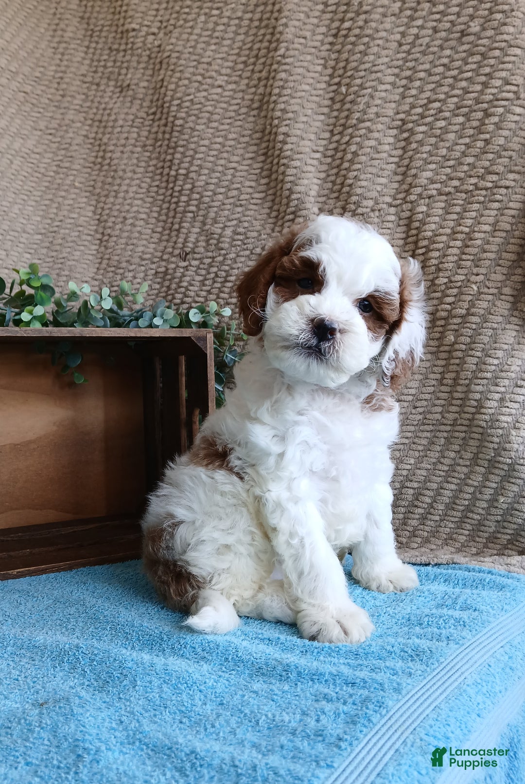 Cavapoo dogs for sale: Smokey  - Ad 3