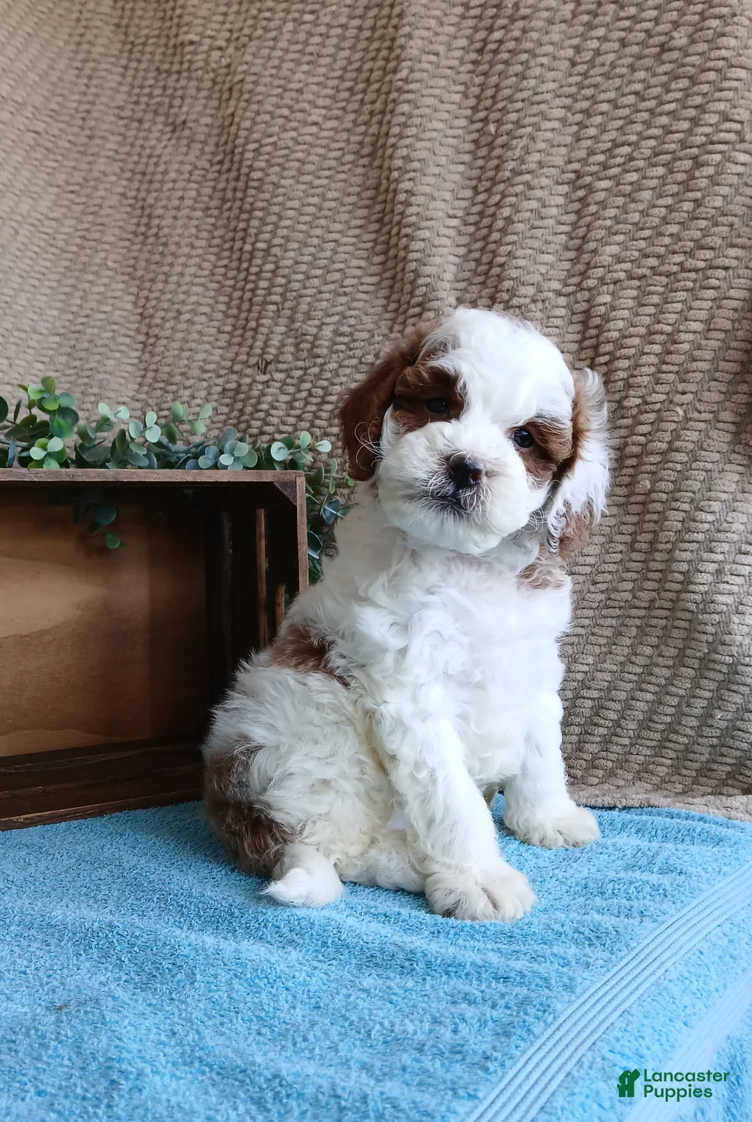 Cavapoo dogs for sale: Smokey  - Ad 6