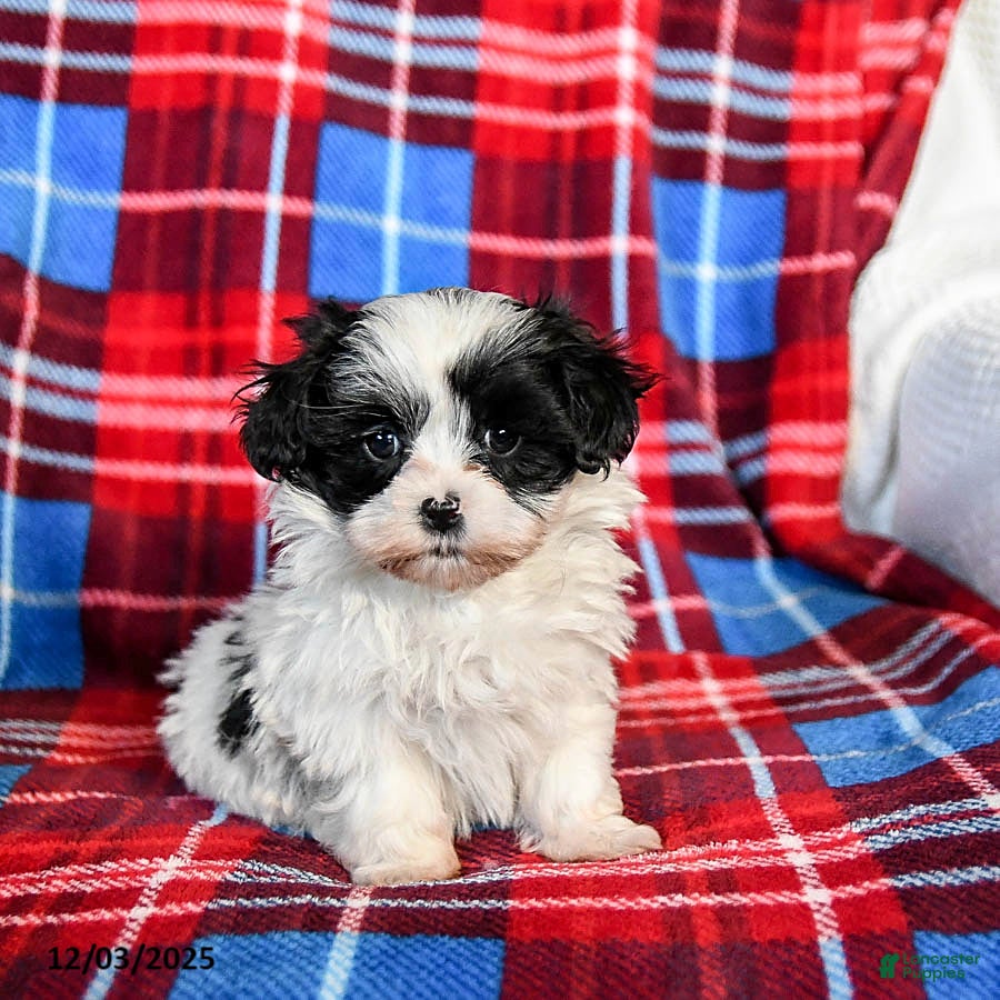 Malshi dogs Star - Ad 3