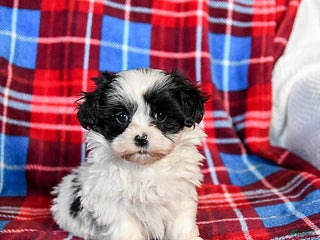 Malshi dogs Star - Ad 13