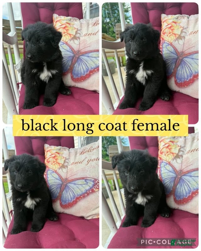 German Shepherd dogs (Pepper)Black Female - Ad 3