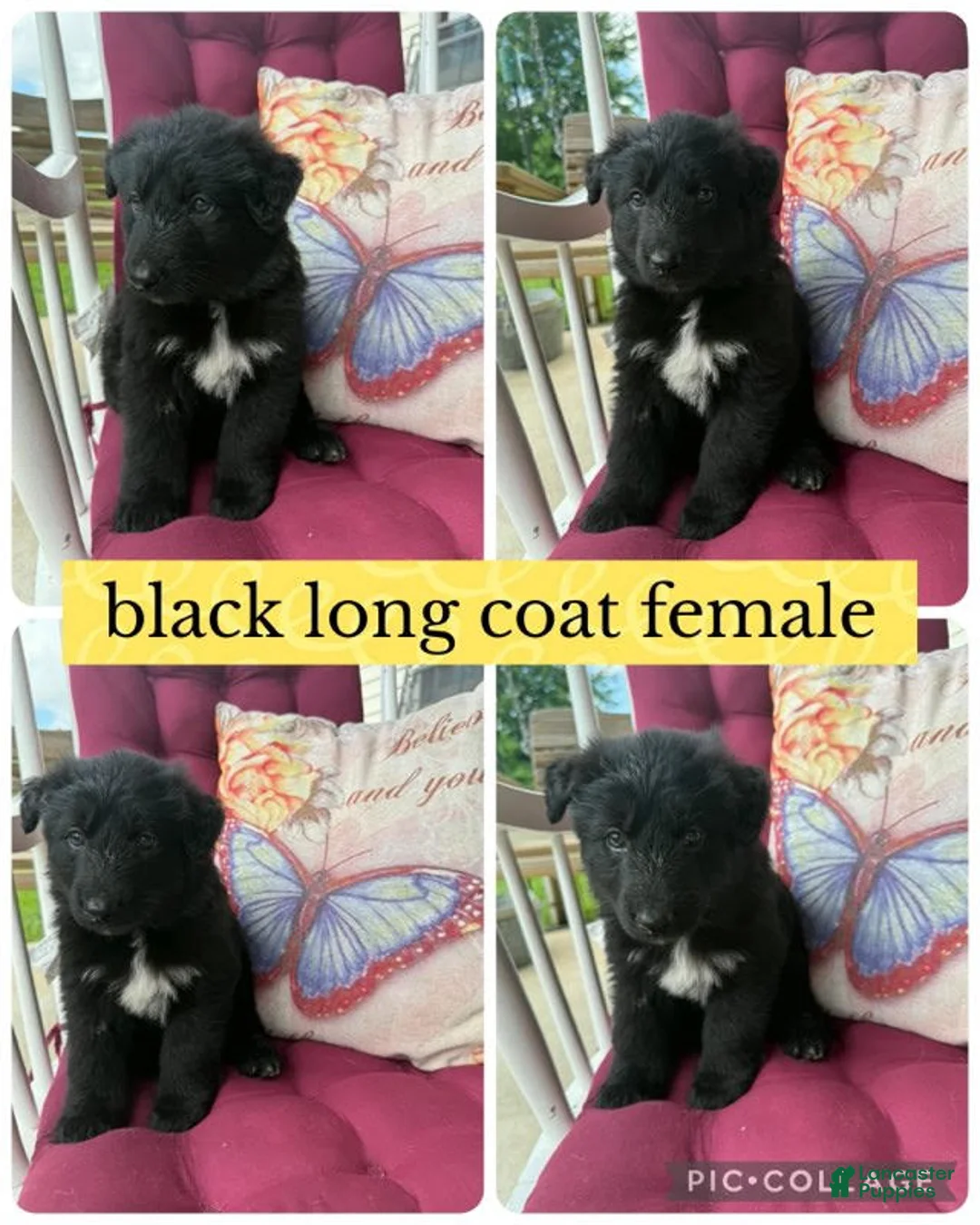 German Shepherd dogs for sale: (Pepper)Black Female - Ad 1