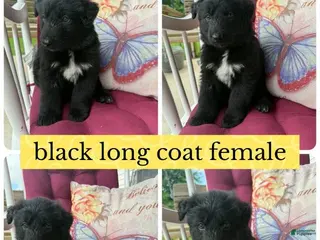 German Shepherd dogs (Pepper)Black Female - Ad 3