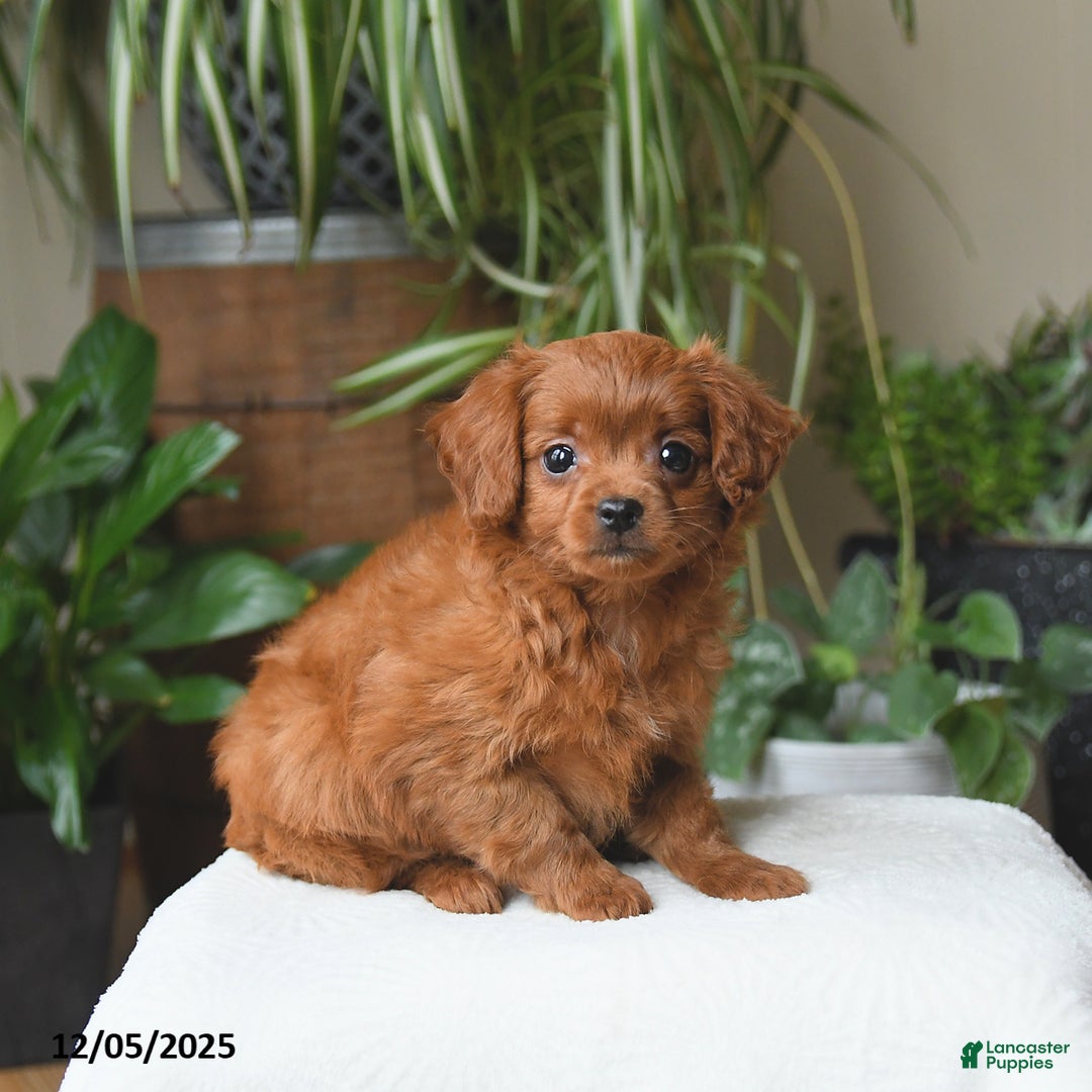 Cavapoo dogs for sale: Leo - Ad 2
