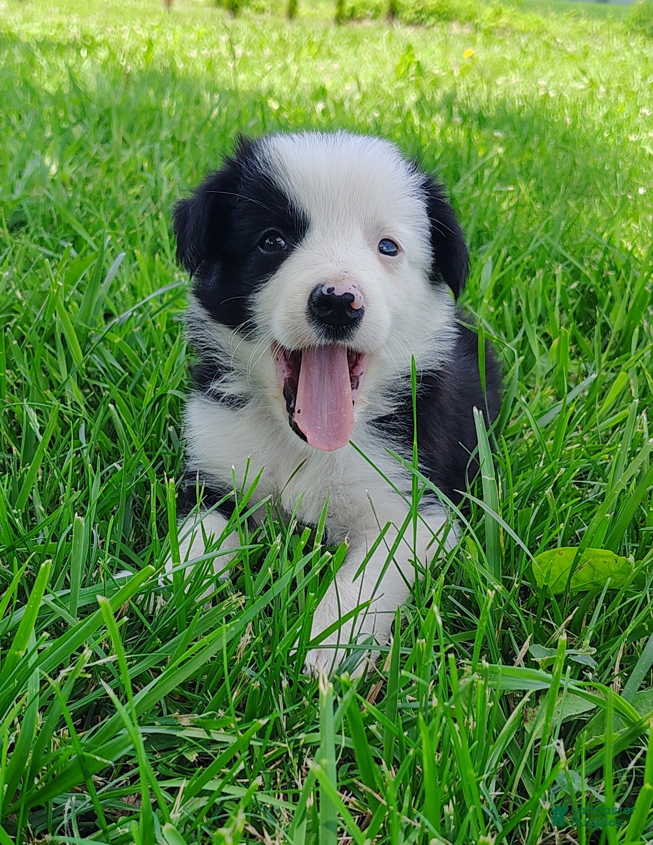 Border Collie dogs Skipper  - Ad 1