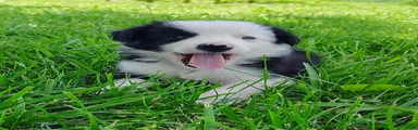 Skipper 