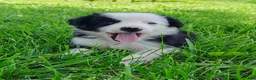 Border Collie dogs for sale: Skipper  - Ad 1