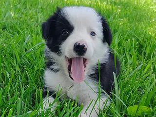 Border Collie dogs for sale: Skipper - Ad 2