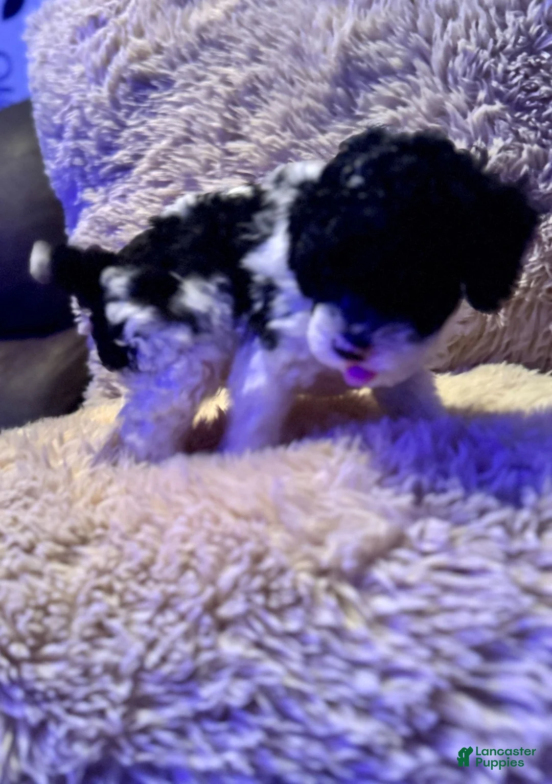Toy Poodle dogs for sale: Oreo - Ad 2