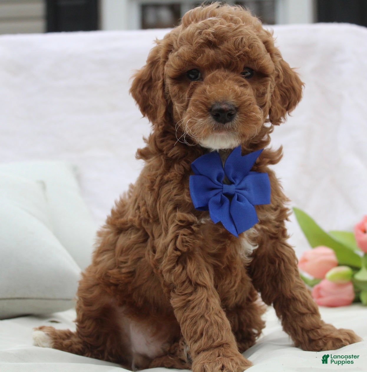 Mini Goldendoodle dogs Rex - Ad 1