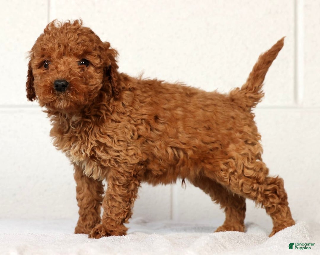 Mini Goldendoodle dogs for sale: Luke - Ad 5
