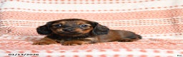 Miniature Dachshund dogs for sale: Kailey - Ad 4