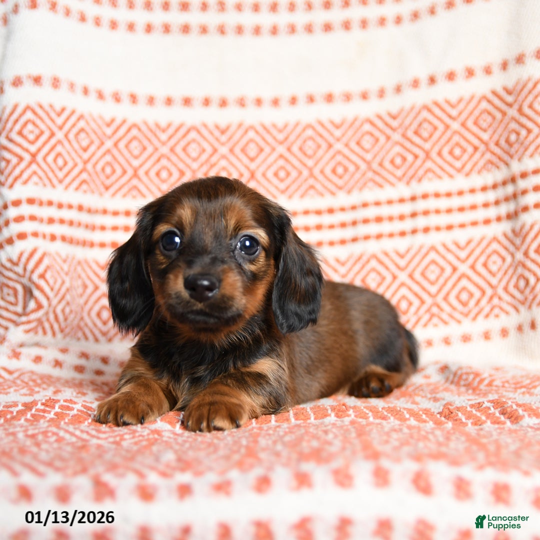Miniature Dachshund dogs for sale: Kailey - Ad 4