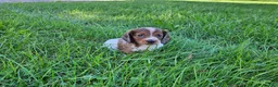 Miniature Dachshund dogs for sale: Reba - Ad 6