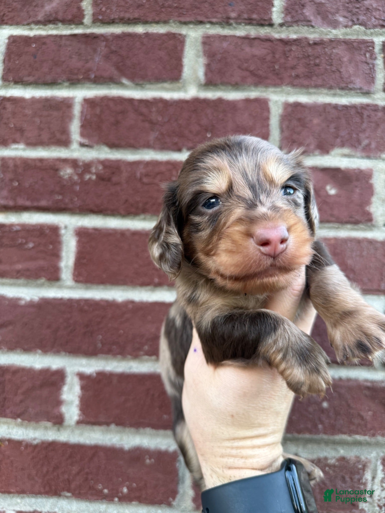 Miniature Dachshund dogs Earl  - Ad 32