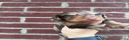 Miniature Dachshund dogs for sale: Earl  - Ad 1