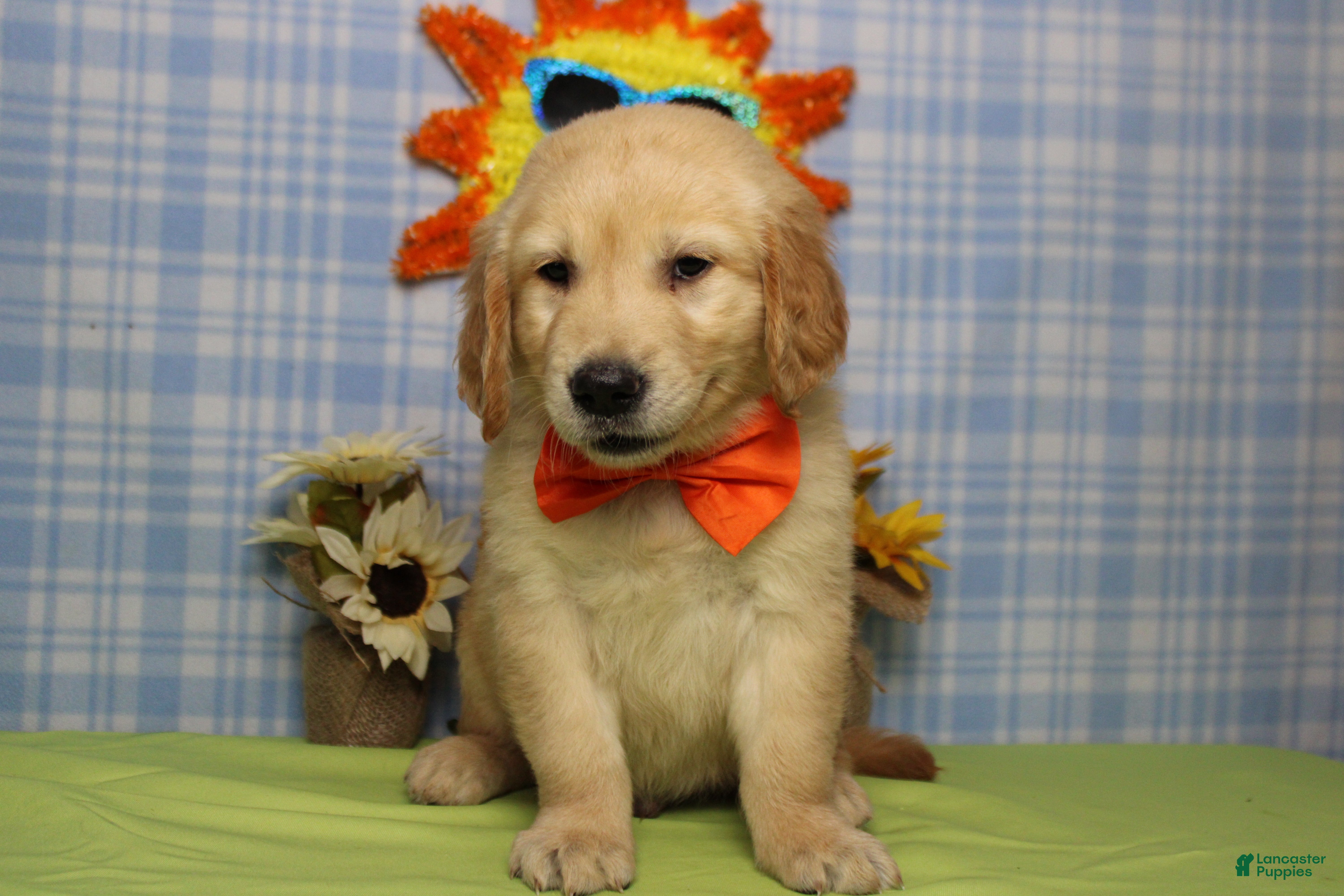 Golden Retriever dogs Pumpernickel  - Ad 10