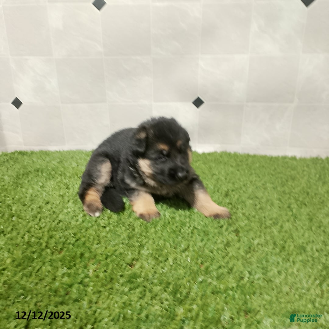 German Shepherd dogs for sale: Laurie - Ad 4
